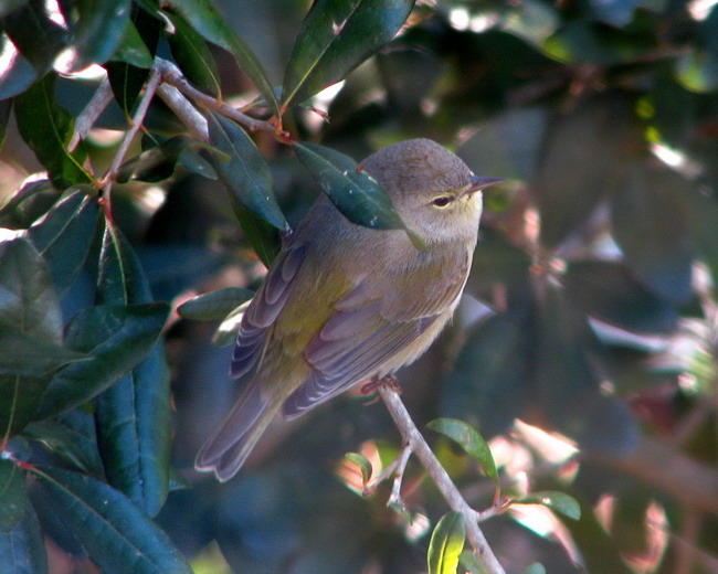 Orange-crowned Warbler